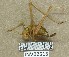  ( - INV02515)  @11 [ ] CreativeCommons - Attribution (2016) EnvMetaGen Research Center in Biodiversity and Genetic Resources