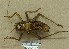  (Platystolus - INV02527)  @11 [ ] CreativeCommons - Attribution (2016) EnvMetaGen Research Center in Biodiversity and Genetic Resources