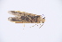  ( - INV03375)  @11 [ ] CreativeCommons - Attribution (2017) Luis Martin Universidad de Santiago de Compostela