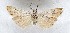  (Coscinia cribraria - AOCLep02576)  @11 [ ] Copyright (2022) A.S. Ortiz Unspecified