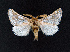  (Thaumetopoea herculeana - AOCLep02586)  @11 [ ] Copyright (2022) A.S. Ortiz Unspecified