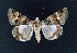  ( - AOCLep02633)  @11 [ ] Copyright (2022) A.S. Ortiz Unspecified