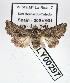  (Cleonymia sp. AOC01 - AOCLep02670)  @11 [ ] Copyright (2022) A.S. Ortiz Unspecified