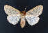  ( - AOCLep02717)  @11 [ ] Copyright (2022) A.S. Ortiz Unspecified