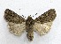  ( - AOCLep02739)  @11 [ ] Copyright (2022) A.S. Ortiz Unspecified