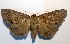  ( - AOCLep02756)  @11 [ ] Copyright (2022) A.S. Ortiz Unspecified