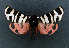  ( - AOCLep02781)  @11 [ ] Copyright (2022) A.S. Ortiz Unspecified