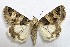  ( - AOCLep02803)  @11 [ ] Copyright (2022) A.S. Ortiz Unspecified