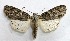  ( - AOCLep02817)  @11 [ ] Copyright (2022) A.S. Ortiz Unspecified