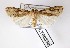  (Agrotis herzogi - AOCLep02888)  @11 [ ] Copyright (2023) A.S. Ortiz Unspecified