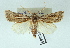  (Agrotis graslini - AOCLep02908)  @11 [ ] Copyright (2023) A.S. Ortiz Unspecified
