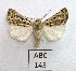  (Xestia trifida - AOCLep02983)  @11 [ ] Copyright (2023) A.S. Ortiz Unspecified