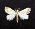  (Eublemma himmighoffeni - AOCLep02985)  @11 [ ] Copyright (2023) A.S. Ortiz Unspecified