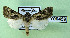  (Agrotis garretasorum - AOCLep03079)  @11 [ ] Copyright (2024) A.S. Ortiz Unspecified