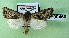  ( - AOCLep03080)  @11 [ ] Copyright (2024) A.S. Ortiz Unspecified