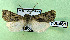  ( - AOCLep03081)  @11 [ ] Copyright (2024) A.S. Ortiz Unspecified
