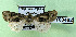  ( - AOCLep03082)  @11 [ ] Copyright (2024) A.S. Ortiz Unspecified