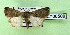  ( - AOCLep03126)  @11 [ ] Copyright (2024) A.S. Ortiz Unspecified