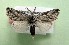  ( - AOCLep03172)  @11 [ ] Copyright (2025) A.S. Ortiz Unspecified