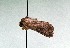  ( - AOCLep03182)  @11 [ ] Copyright (2025) A.S. Ortiz Unspecified