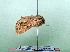  ( - AOCLep03196)  @11 [ ] Copyright (2025) A.S. Ortiz Unspecified