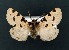  ( - AOCLep03233)  @11 [ ] Copyright (2025) A.S. Ortiz Unspecified