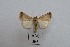  ( - AOCLep03236)  @11 [ ] Copyright (2025) A.S. Ortiz Unspecified