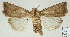  ( - AOCLep03240)  @11 [ ] Copyright (2025) A.S. Ortiz Unspecified