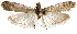  (Phycitodes phycitodes sp. aoc01 - AOCLep03251)  @11 [ ] Copyright (2025) A.S. Ortiz Unspecified