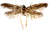  (Kasyniana kasyniana sp. aoc01 - AOCLep03254)  @11 [ ] Copyright (2025) A.S. Ortiz Unspecified