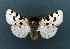  ( - AOCLep03318)  @11 [ ] Copyright (2025) A.S. Ortiz Unspecified