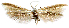  (Coleophora coleophora sp. aoc01 - AOCLep03325)  @11 [ ] Copyright (2025) A.S. Ortiz Unspecified