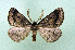  (Crocallis boisduvaliaria - AOCLep03337)  @11 [ ] Copyright (2025) A.S. Ortiz Unspecified