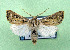  ( - AOCLep03344)  @11 [ ] Copyright (2025) A.S. Ortiz Unspecified