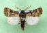  ( - AOCLep03346)  @11 [ ] Copyright (2025) A.S. Ortiz Unspecified