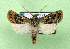  ( - AOCLep03347)  @11 [ ] Copyright (2025) A.S. Ortiz Unspecified