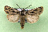 ( - AOCLep03348)  @11 [ ] Copyright (2025) A.S. Ortiz Unspecified