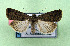  ( - AOCLep03360)  @11 [ ] Copyright (2025) A.S. Ortiz Unspecified