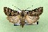 ( - AOCLep03374)  @11 [ ] Copyright (2025) A.S. Ortiz Unspecified