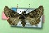  ( - AOCLep03385)  @11 [ ] Copyright (2025) A.S. Ortiz Unspecified