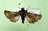  ( - AOCLep03401)  @11 [ ] Copyright (2025) A.S. Ortiz Unspecified