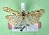  ( - AOCLep03404)  @11 [ ] Copyright (2025) A.S. Ortiz Unspecified