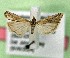  ( - AOCLep03408)  @11 [ ] Copyright (2025) A.S. Ortiz Unspecified