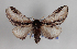  ( - AOCLep03429)  @11 [ ] Copyright (2025) A.S. Ortiz Unspecified