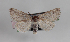  ( - AOCLep03430)  @11 [ ] Copyright (2025) A.S. Ortiz Unspecified
