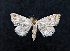  ( - AOCLep03435)  @11 [ ] Copyright (2025) A.S. Ortiz Unspecified