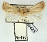  ( - AOCLep03457)  @11 [ ] Copyright (2025) A.S. Ortiz Unspecified