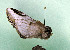  ( - AOCLep03464)  @11 [ ] Copyright (2025) A.S. Ortiz Unspecified