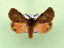  ( - AOCLep03494)  @11 [ ] Copyright (2025) A.S. Ortiz Unspecified