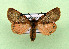  ( - AOCLep03495)  @11 [ ] Copyright (2025) A.S. Ortiz Unspecified